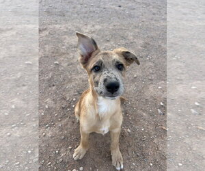 Australian Shepherd-German Shepherd Dog Mix Dogs for adoption in Chandler, AZ, USA