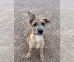Small Australian Shepherd-German Shepherd Dog Mix