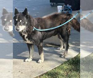 German Shepherd Dog-Unknown Mix Dogs for adoption in Riverside, CA, USA