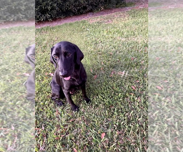 Medium Photo #1 Labrador Retriever Puppy For Sale in WAUCHULA, FL, USA