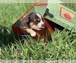 Small Photo #8 Miniature Australian Shepherd Puppy For Sale in RIVERVIEW, FL, USA