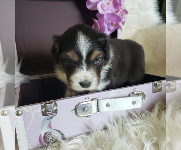 Medium Photo #6 Australian Shepherd Puppy For Sale in PROVIDENCE FORGE, VA, USA