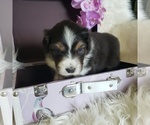 Small #5 Australian Shepherd