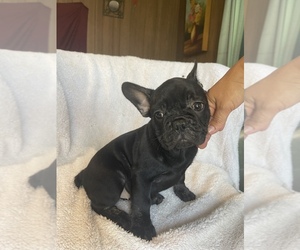 French Bulldog Dog for Adoption in HAMDEN, Connecticut USA