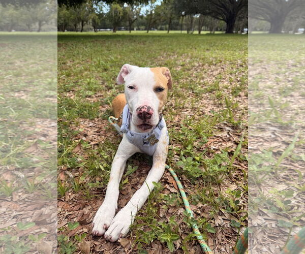 Medium Photo #10 Catahoula Leopard Dog-Unknown Mix Puppy For Sale in Sanford, FL, USA