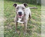 Small Mutt