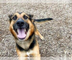 German Shepherd Dog Dogs for adoption in Orange, CA, USA