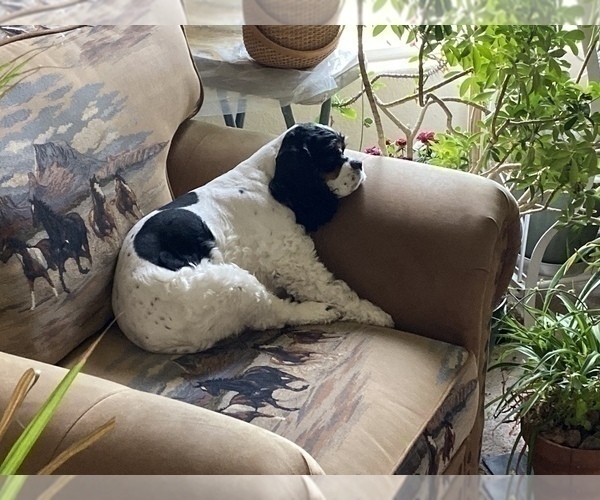 Medium Photo #1 Cocker Spaniel Puppy For Sale in PUEBLO, CO, USA