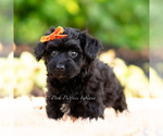 Small #1 Yorkipoo