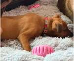 Small #7 American Pit Bull Terrier Mix