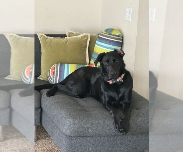 Medium Photo #1 Mutt Puppy For Sale in Dana Point, CA, USA