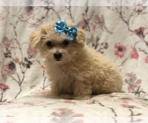Morkie-Poodle (Miniature) Mix Puppy for sale in LAKELAND, FL, USA