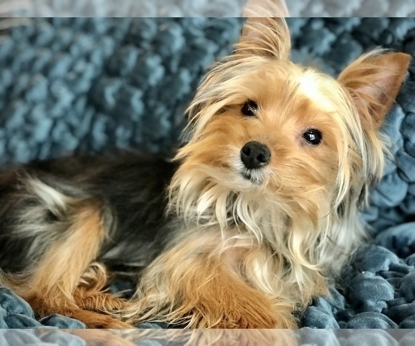 Medium Photo #1 Yorkshire Terrier Puppy For Sale in WOODSTOCK, CT, USA