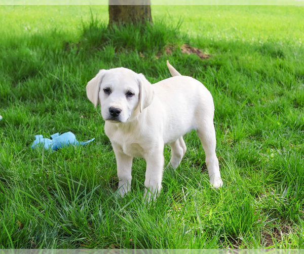 Medium Photo #7 Labrador Retriever Puppy For Sale in SYRACUSE, IN, USA