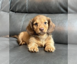Dachshund Puppy for sale in FRANKLIN, IN, USA