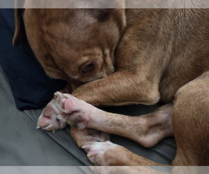 Rhen - Male Chiweenie Dog for Adoption - Photo #12