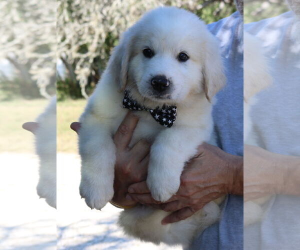 Medium Photo #2 Great Pyrenees-Unknown Mix Puppy For Sale in Bandera, TX, USA
