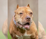 Small #5 American Pit Bull Terrier