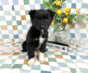 Miniature Australian Shepherd Puppy for sale in FRANKLIN, IN, USA