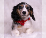 Small #1 Dachshund