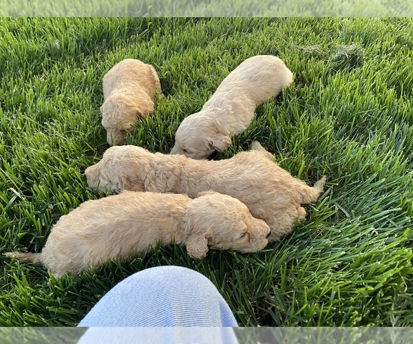 Medium Photo #3 Goldendoodle Puppy For Sale in WILEY, CO, USA