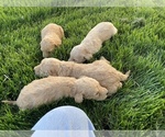 Small Photo #3 Goldendoodle Puppy For Sale in WILEY, CO, USA