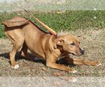 Small Photo #4 Labrador Retriever-Unknown Mix Puppy For Sale in Prattville, AL, USA