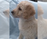 Small Photo #4 Labradoodle Puppy For Sale in JEFFERSONTOWN, KY, USA