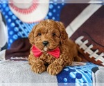 Small Photo #8 Cavapoo-Poodle (Miniature) Mix Puppy For Sale in NEW PROVIDENCE, PA, USA