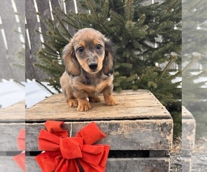 Dachshund Puppy for sale in MIDDLEBURY, IN, USA