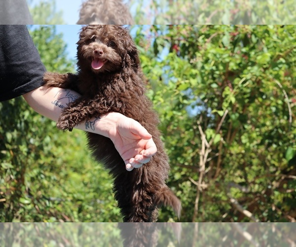 Medium Photo #29 ShihPoo Puppy For Sale in DYERSBURG, TN, USA