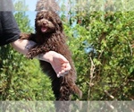 Small #28 ShihPoo