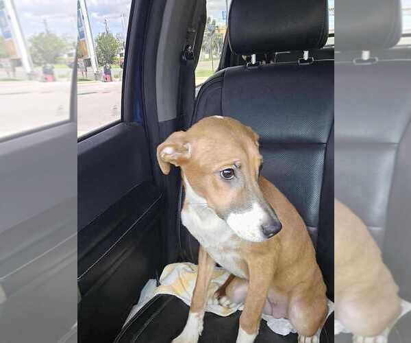 Medium Photo #8 Jack Chi Puppy For Sale in New York, NY, USA