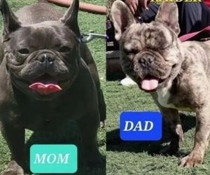 Mother of the French Bulldog puppies born on 10/06/2023