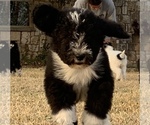 Small Photo #4 Sheepadoodle Puppy For Sale in BURNET, TX, USA