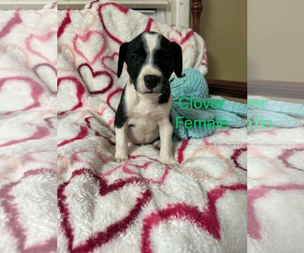 Medium Photo #1 Labrador Retriever-Unknown Mix Puppy For Sale in pomfret, CT, USA