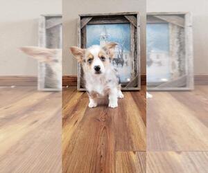 Pembroke Welsh Corgi Puppy for sale in MILTON, WI, USA