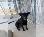 Small Chihuahua