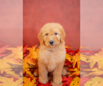Small Photo #2 Goldendoodle Puppy For Sale in COLORADO SPRINGS, CO, USA