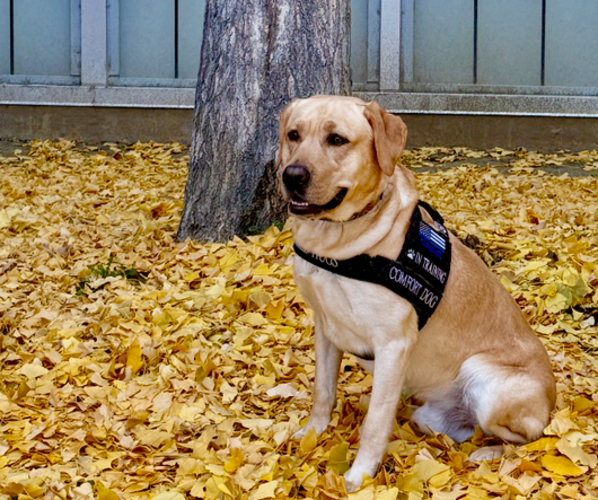 Medium Photo #1 Labrador Retriever Puppy For Sale in BILLINGS, MT, USA