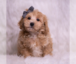 Puppy Jako Maltipoo (Miniature)