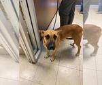 Small Labrador Retriever Mix