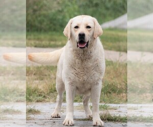 Labrador Retriever Puppy for sale in SYRACUSE, IN, USA