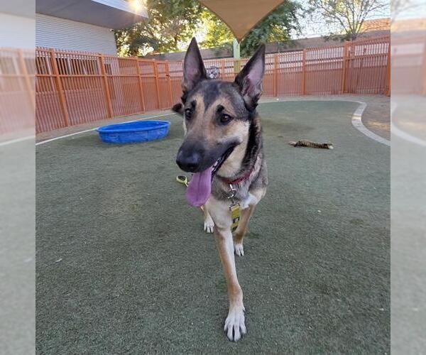 Medium Photo #1 German Shepherd Dog-Unknown Mix Puppy For Sale in Las Vegas, NV, USA