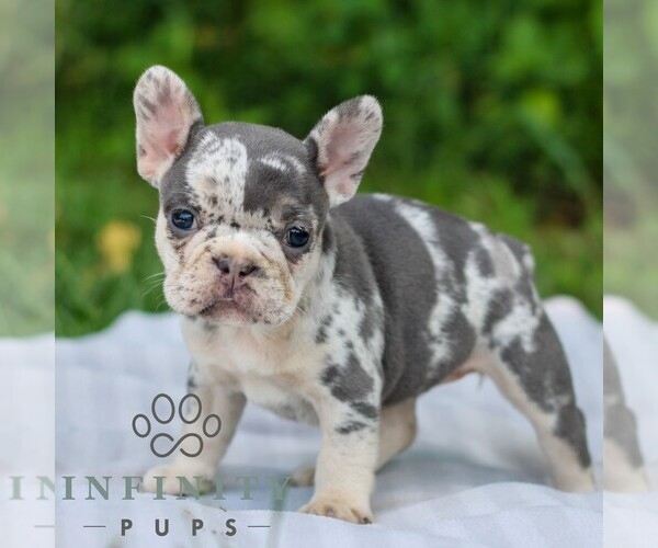 Medium Photo #4 French Bulldog Puppy For Sale in EAST EARL, PA, USA