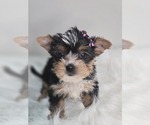 Small Photo #5 Yorkshire Terrier Puppy For Sale in ELMHURST, IL, USA