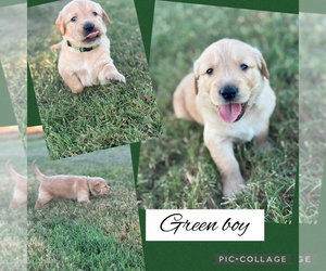 Golden Retriever Puppy for sale in JUSTIN, TX, USA