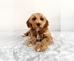 Small #4 Goldendoodle (Miniature)
