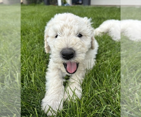 Medium Photo #1 Komondor Puppy For Sale in MOUNTAIN HOME, ID, USA