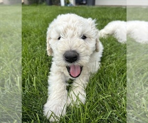 Komondor Puppy for Sale in MOUNTAIN HOME, Idaho USA